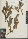 Foto von Salix hastata L.